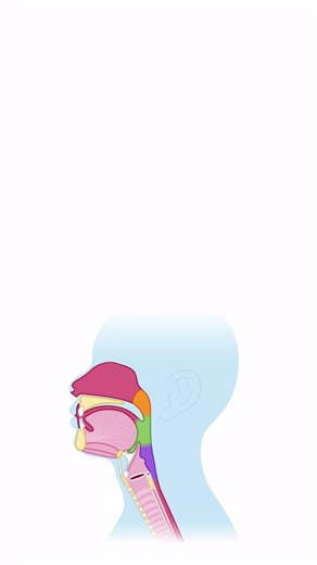 Let's review phonation! Our speech therapist friends will love this one ;) ! . . To try out SimpleNursing for FREE, click here: https://bit.ly/4ioinu5 🩺 . #nursingschool #speech #nurse #nursingstudent #anatomy | SimpleNursing