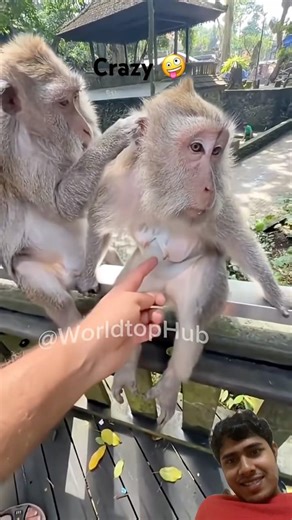 Funny 🤣 monkey 🐵 got crazy #shorts #funnymonkey
