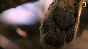 103K views · 3.7K reactions | Pregnant mama leopard, Fig, is having trouble getting comfortable while perched in the tree awaiting the birth of her cub. | National Geographic Animals | Facebook