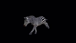 Zebra Running Front View Animation192010807 Second Stock Footage Video (100% Royalty-free) 1095064993 | Shutterstock