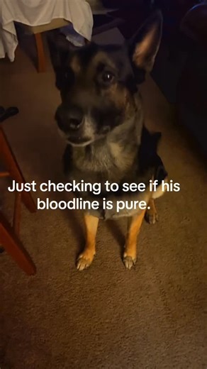 German.Shepherd.Kingdoms on Instagram: "Vibe check! _ Credit: interlockjeans On TikTok _ DM for Credit or removal! _ #germanshepherd #germanshepherdsofinstagram #germanshepherdpuppy #germanshepherddog #germanshepherds #germanshepherdworld #germanshepherdlovers #germanshepherddaily #germanshepherdmix #germanshepherdsofig #germanshepherdlove #germanshepherdsonline #germanshepherdsdaily #germanshepherdpuppies #germanshepherdlover #germanshepherdofig #blackgermanshepherd #germanshepherd_corner #germ