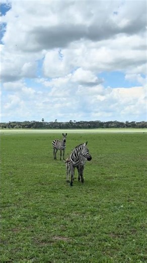 Snared Zebra Treatment Ends in a Stunning Show of Family Love | Sheldrick Wildlife Trust