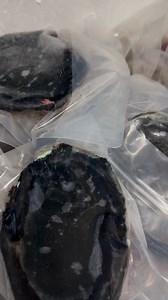 1.3K views · 13 reactions | fresh frozen whole Paua in the shell available today $29.99 each Thank you! | Larry's Takeaways kawerau | Facebook