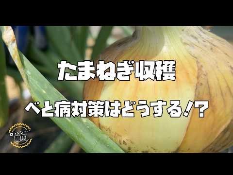 How do you deal with downy mildew during onion harvesting? [Farmer's Home Garden]