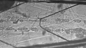 File:The-Conserved-ADAMTS-like-Protein-Lonely-heart-Mediates-Matrix-Formation-and-Cardiac-Tissue-pgen.1003616.s009.ogv - Wikimedia Commons