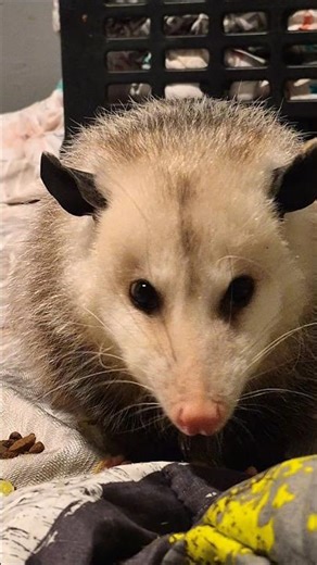 Opossum Is Awake And Eating