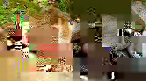 monkeys mate in nature | Animales Adorables