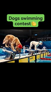 Dogs swimming contest.. #viewersfriendsfollowers #highlights2025 #happiness #highlights #blessedandgrateful | Helen Camasura