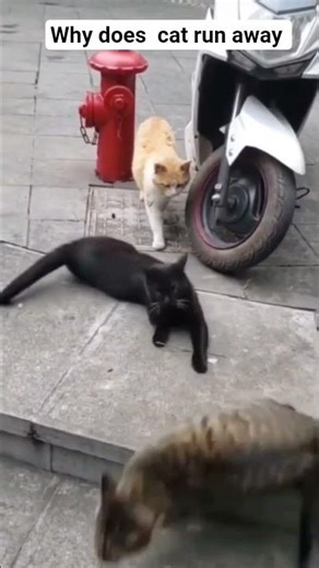 try not to laugh part 1 || why cat run away || #shorts