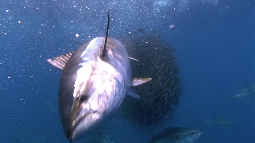 1M views · 9.8K reactions | An underwater filmmaker captures Bluefin Tuna feeding in the wild for the first time. | National Geographic Animals | Facebook