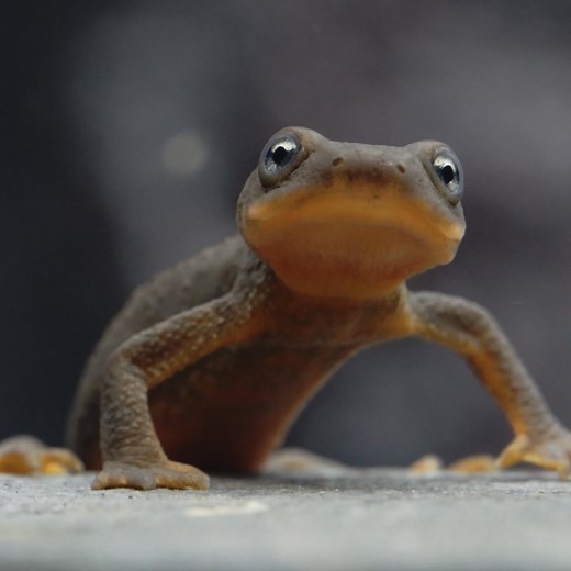 The Mazama newt is found in only one place in the world: Crater Lake. But this tiny amphibian is disappearing, due to invasive crayfish taking over its habitat. We’ve teamed up with Crater Lake National Park and the High Desert Museum to help give this rare newt-y cutie a fighting chance. | Oregon Zoo