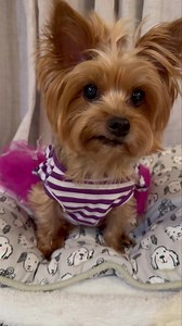 21K views · 2.5K reactions | Meerkat Sarah has an update for y’all on her catching trick she has been working on. You really can teach old dogs new tricks because the Meerkat will turn 11 years old on June 13. But actually, it’s quite easy to teach the Meerkat anything because she is very food motivated  | Twinki Gurl | Facebook