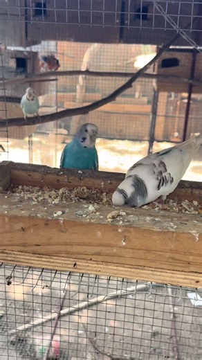 Easy ways to make your birds reproduce faster #hotspotexoticbird #amazonparrot #budgies #bird #cockatiel