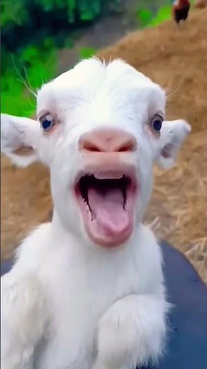 funny goat sounds 🤣 #funny #beautifullgoats #goath