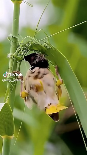 Beautiful Bird Making Their Home