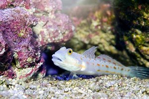 Diamond Goby care guide: quick facts about sand sifting goby