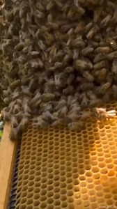 19K views · 314 reactions | Capturing a Swarm of Honey Bees #Beekeeping #Beekeeper #HoneyBees #CatchingBees | The Honeystead | Facebook