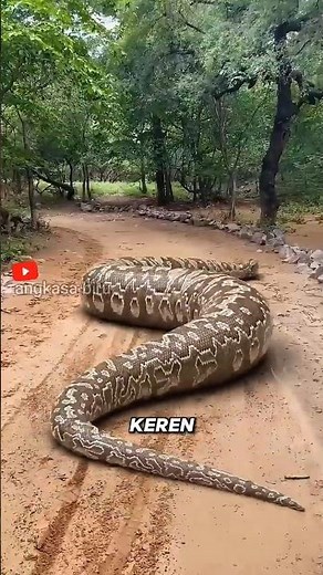 Giant Anaconda Snake Gives Birth to Live Cubs! #animalfacts #anaconda #shorts