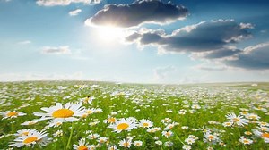 Summer Landscape Stock Footage Video (100% Royalty-free) 3132982 | Shutterstock