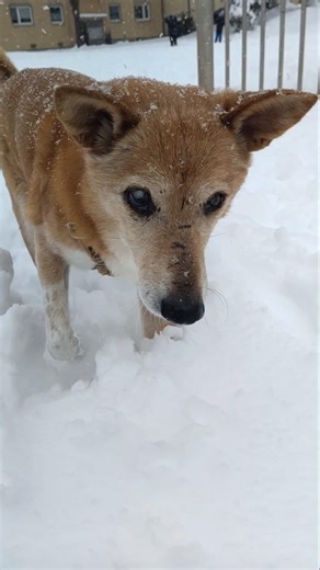 Blind #rescuedog during #snowday