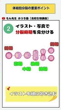 【生物基礎】体細胞分裂のテスト頻出ポイント3選｜順番・見分け方・計算 #Shorts