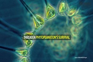 Do you know where your oxygen comes from? You might be surprised... | The Oxygen Project