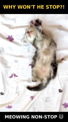 Why Your Kitten Won't Stop Meowing (It's Not What You Think) #cutecat #animals#cat #cats #catvideos