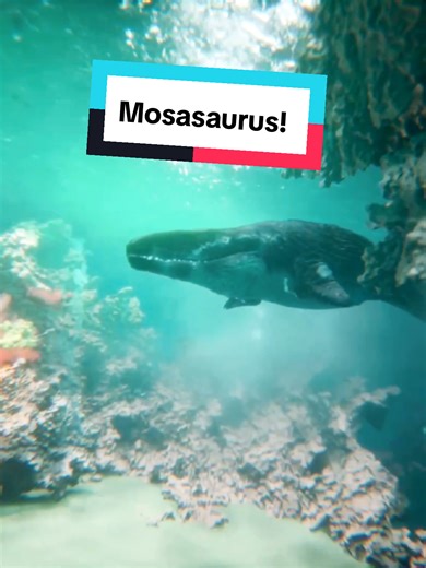 Mosasaurus Hoffmanni: The Aquatic Predator