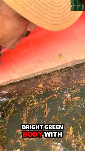 The ol’ Chesapeake dragon 🐉 #lifeinsurancesavesthebay #baylife | Bay Life Brokerage