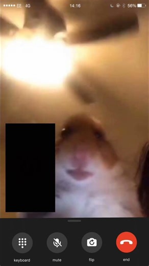 hamster call me 1 hour