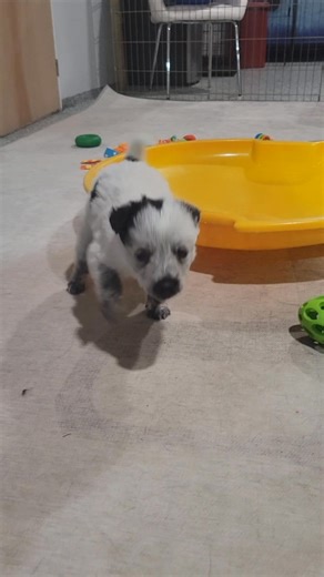 Andalite Bandits Litter Pembroke, MA The Andalite Bandits took a field trip to a friend's house this week! They had a blast running around and playing in the new environment, and Momma Kat was happy to get some puppy-free time back at home 😅 The puppies will be available for adoption beginning at 9wks old. Their listing is not live yet, but please email their foster sitandstayfosters@gmail.com in the meantime if interested! | Australian Cattle Dog Rescue Association (ACDRA)