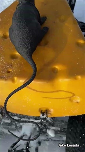 Mouse took the jump and cheese