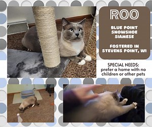 2.5K views · 107 reactions |  ADOPTED  癩Roo癩 ROO is a handsome...