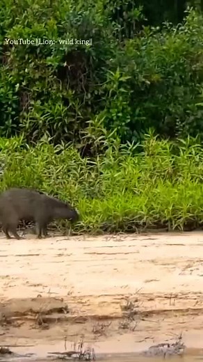 64K views · 282 reactions | Jaguar attack on capybara | Tree Cutting Machine | Facebook