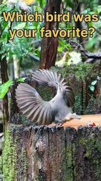 Funny birds moments🐦🐤😊 #funny #viral #nature #animals # #pets