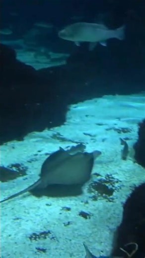 Inside Aquarium Barcelona 🇪🇸 🐠