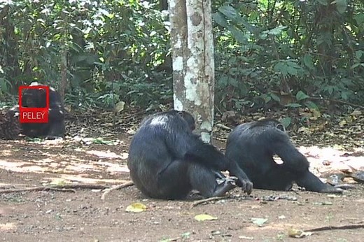 16K views · 150 reactions | AI facial recognition software now works for wild chimpanzees too. Researchers have developed an algorithm that can detect and identify individual chimpanzees captured in video footage recorded in the wild. Read the full story here https://www.newscientist.com/article/2215359-ai-facial-recognition-software-now-works-for-wild-chimpanzees-too/ ( Kyoto University/University of Oxford) | New Scientist | Facebook