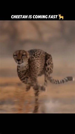 This cheetah is catching deer! 🐆 #viralshorts #viralytshorts #short #animalshorts #ytshorts #cheetah
