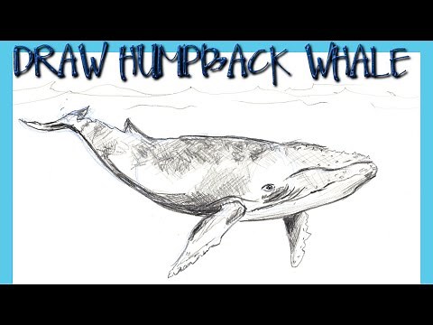 HOW TO DRAW A HUMPBACK WHALE Step by Step Pencil Drawing Tutorial. Guided realistic whale sketch