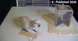 Figaro, the Toolmaking Cockatoo