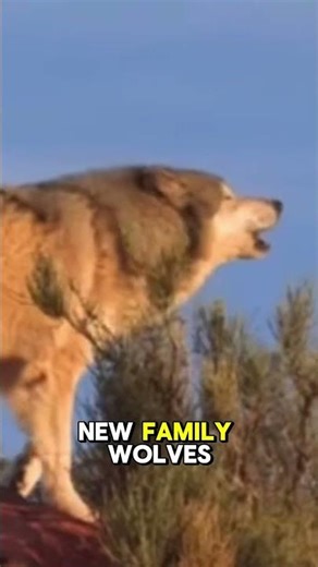 The Wolf That Chose Loneliness Over Love 🐺🫡