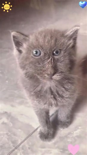 Strangelooking cat😂 #catsoftiktok #funnyvideo #cat #pets #funnyanimals #funny #cuteanimals # | Cat lover's