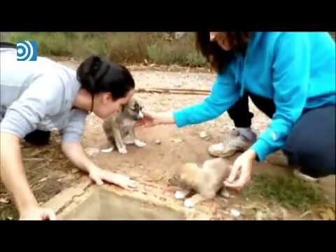 Rescatan a tres agónicos cachorros abandonados en una alcantarilla