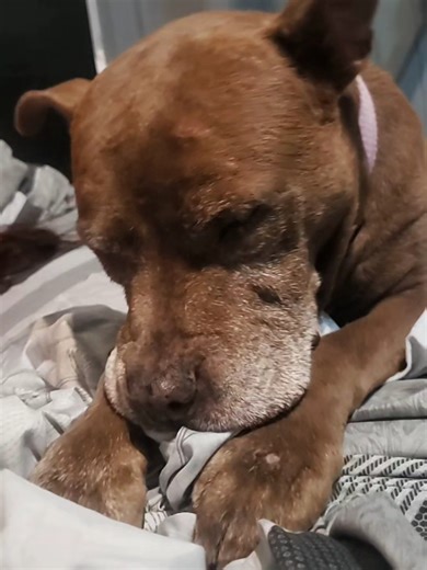 ¿Los perros dejan de ser bebés? Mi pitbull de 12 años