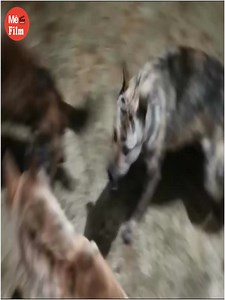 Fury Unleashed: The Savage Fights Among Dogs | Wild Africa Adventure