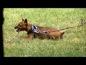 Jack update - My red miniature pinscher