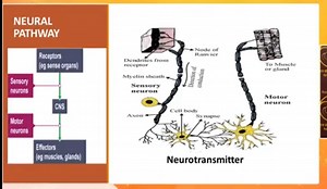 Neural Pathway and Neuron StructureThe image shows the neural... | Filo