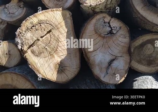Close-up of stacked tree logs with detailed annual rings and weathered wood texture Stock Video Footage - Alamy