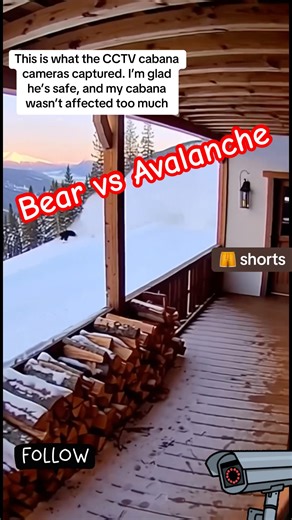 Terrified Bear Runs from Avalanche and Finds Safety at the Front Door! 🏔️🐻#youtubeshorts #bear