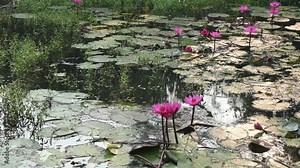 Waterlily in pond water. Its other names Nymphaeaceae and water lilies. Water lilies are rooted in soil in bodies of water, with leaves and flowers floating on or emergent from the surface. Stock Video